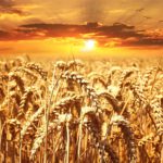 wheat, field, sunset-640960.jpg